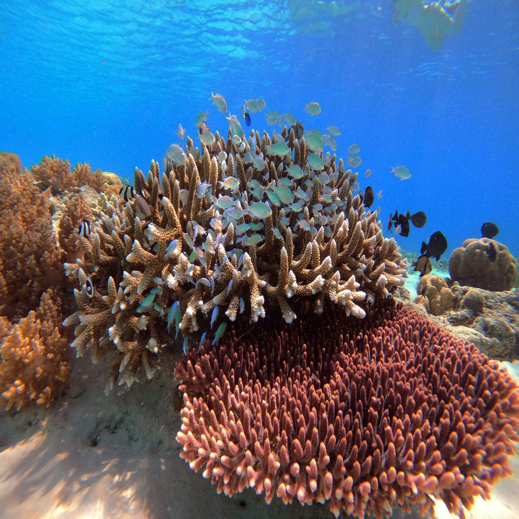 beautiful coral Reef